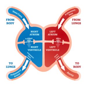 heart diagram