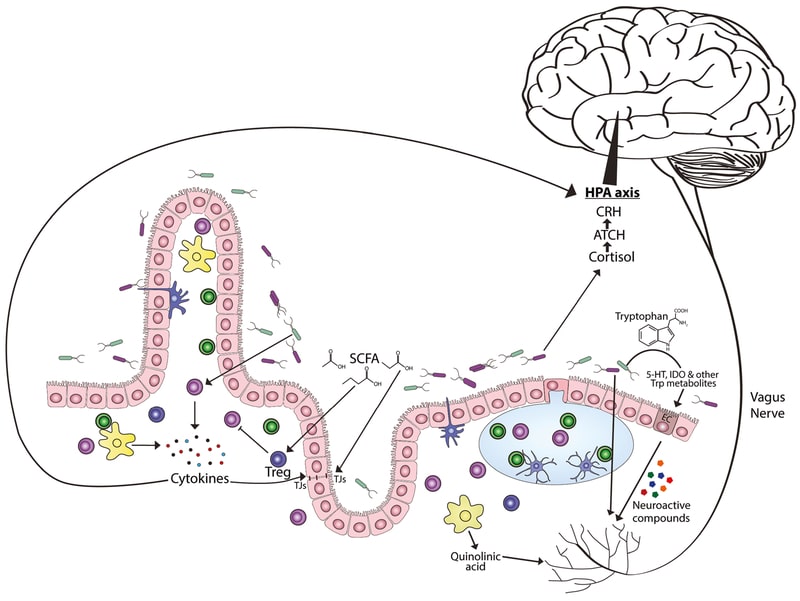 An external file that holds a picture, illustration, etc. Object name is nihms-1057996-f0001.jpg